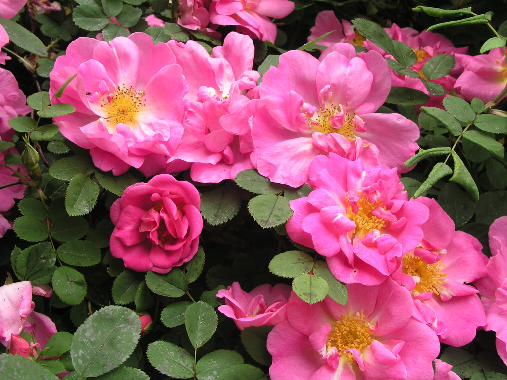 růže Marguerite Hilling