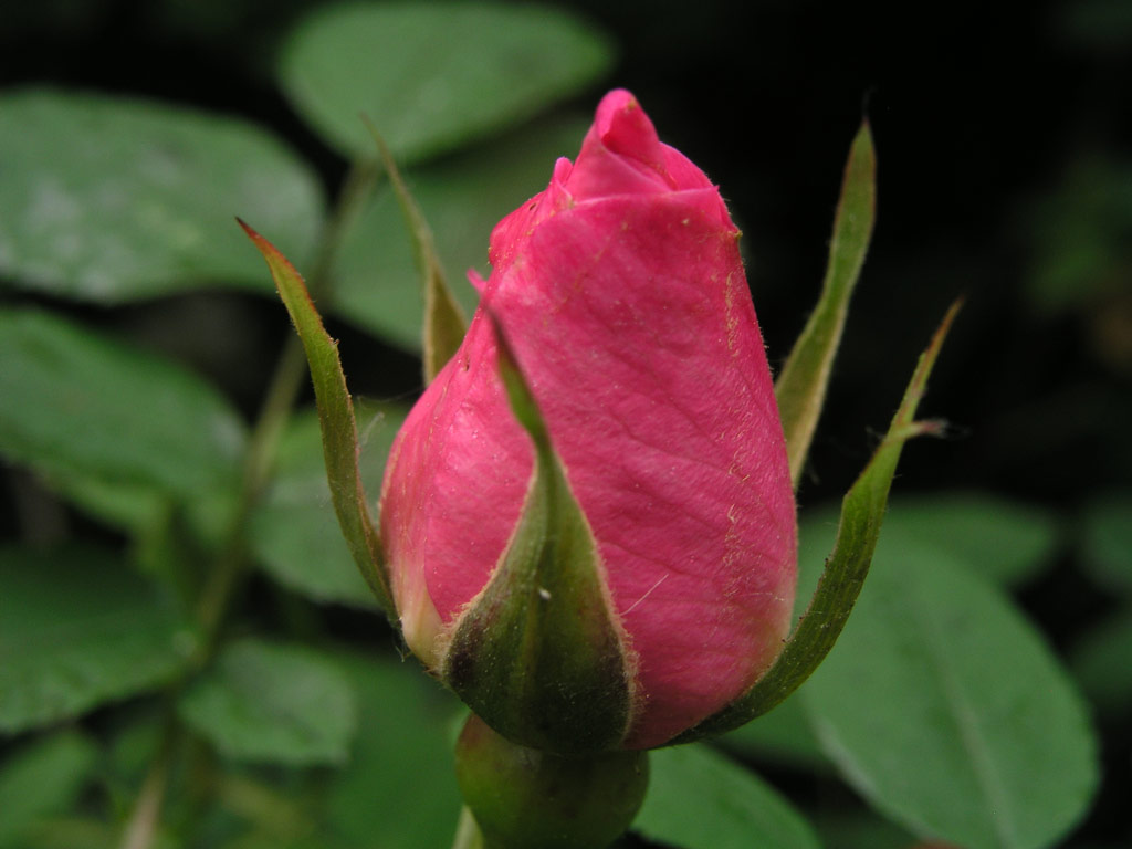 růže Marguerite Hilling