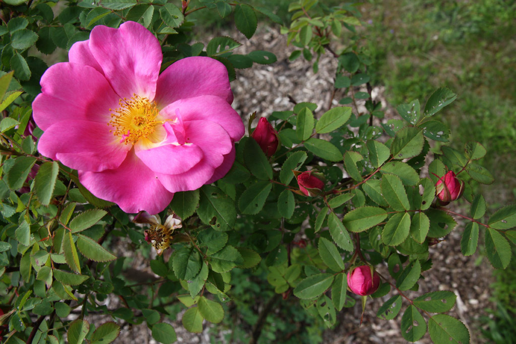 růže Marguerite Hilling