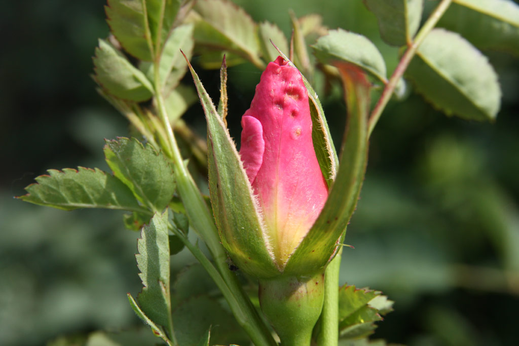 růže Marguerite Hilling