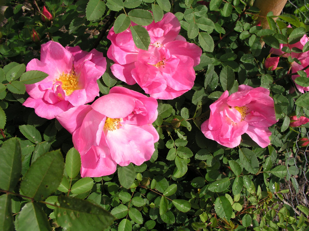 růže Marguerite Hilling