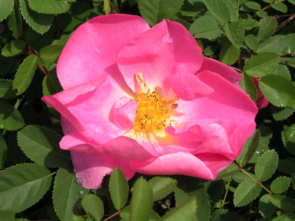 růže Marguerite Hilling