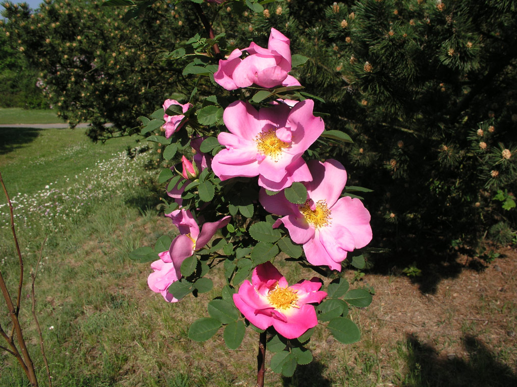 růže Marguerite Hilling