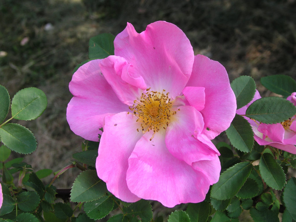 růže Marguerite Hilling