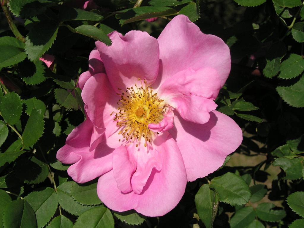 růže Marguerite Hilling