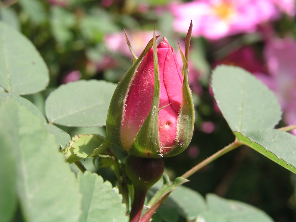 růže Marguerite Hilling