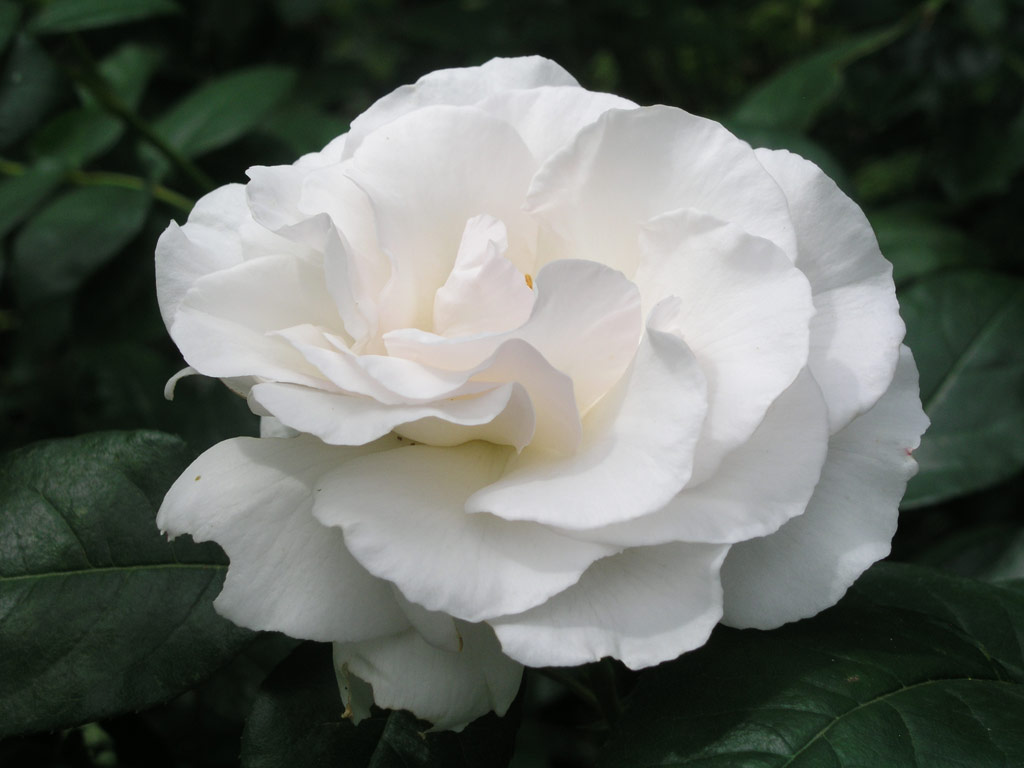 růže Maria Mathilda