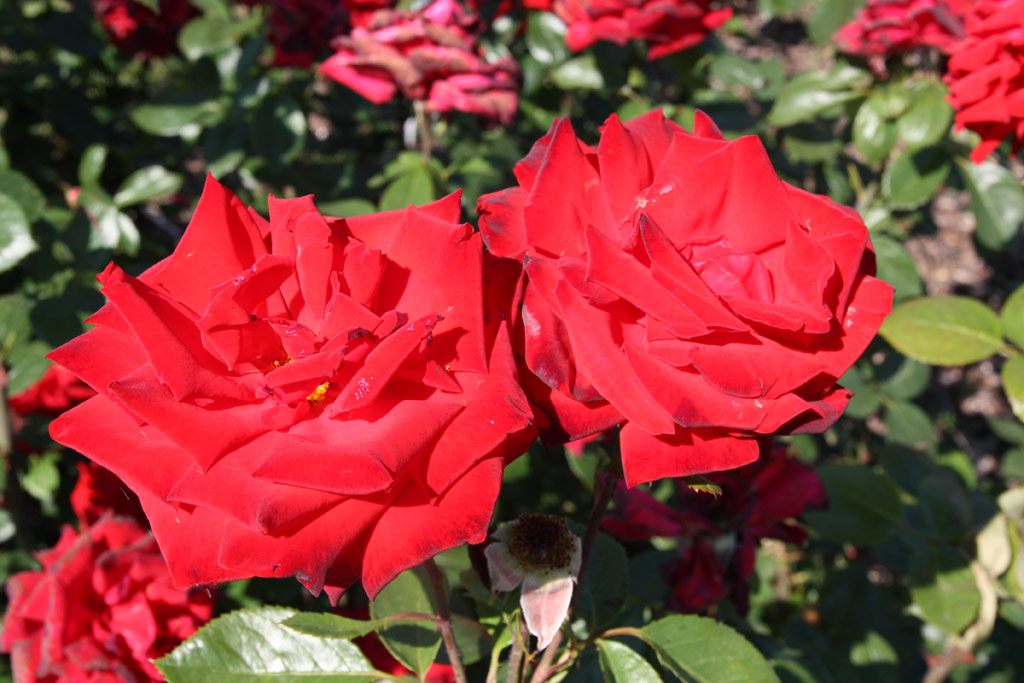 růže Marianne Tudor