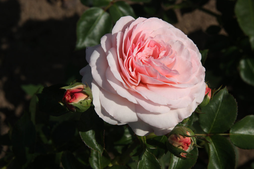 růže Mariatheressia