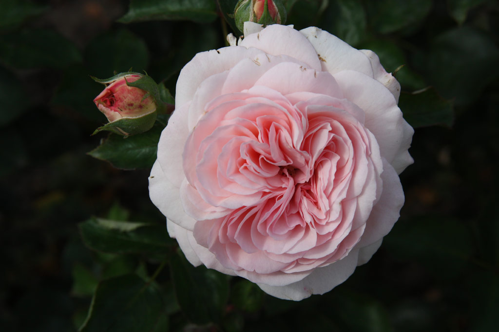 růže Mariatheressia