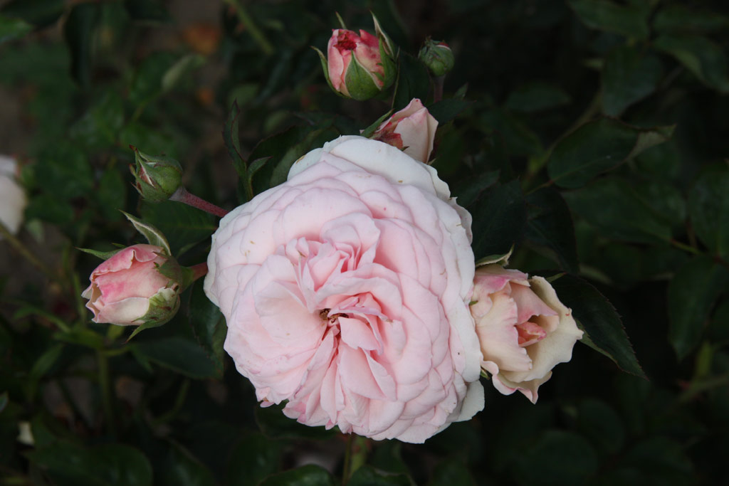 růže Mariatheressia