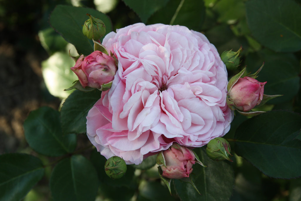 růže Mariatheressia