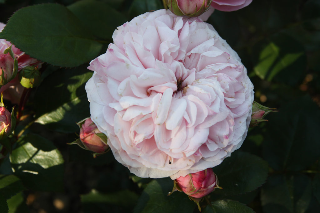 růže Mariatheressia