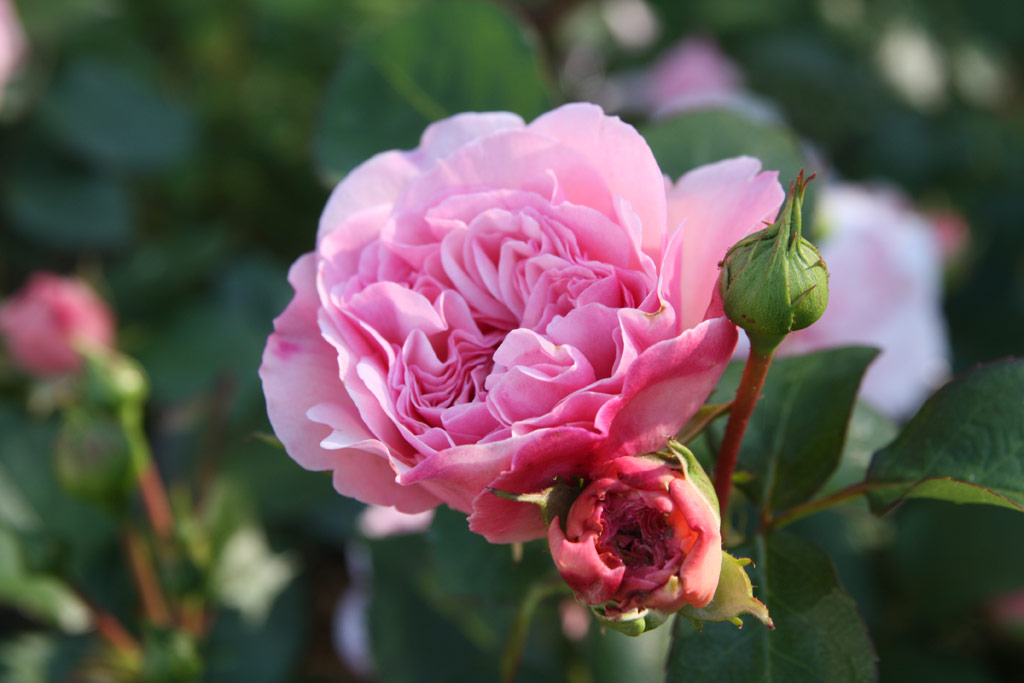 růže Mariatheressia