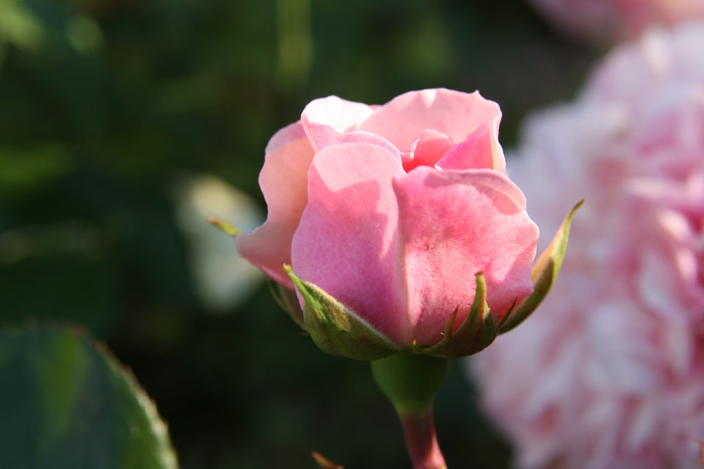 růže Mariatheressia