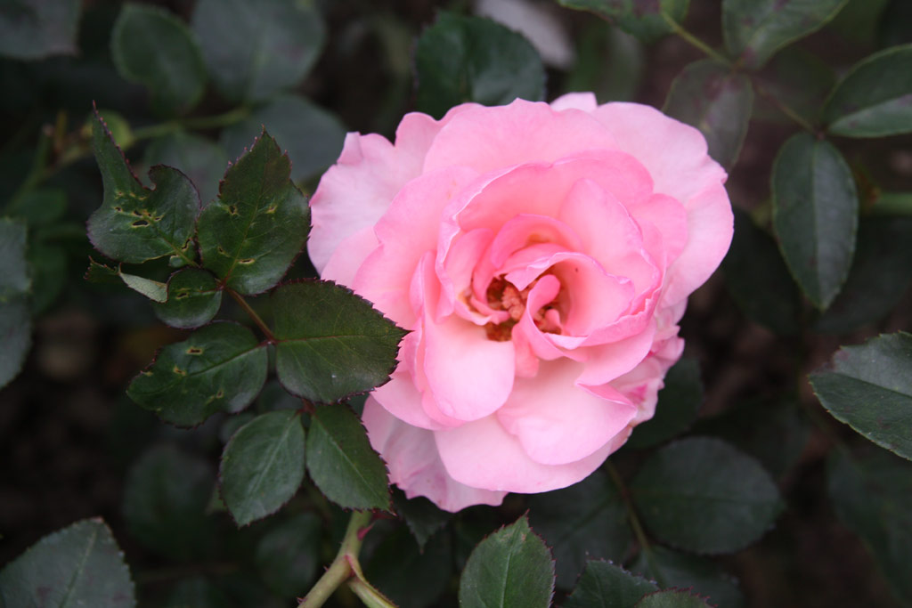 růže Mariatheressia