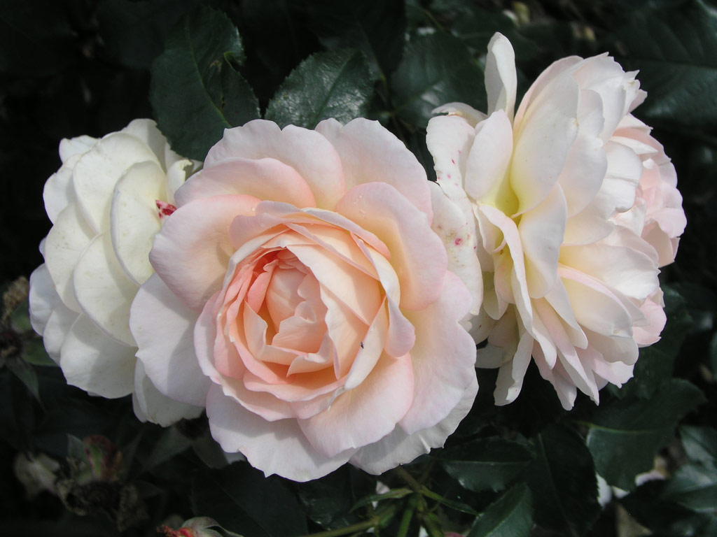 růže Marie Antoinette