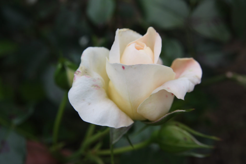 růže Marie Antoinette