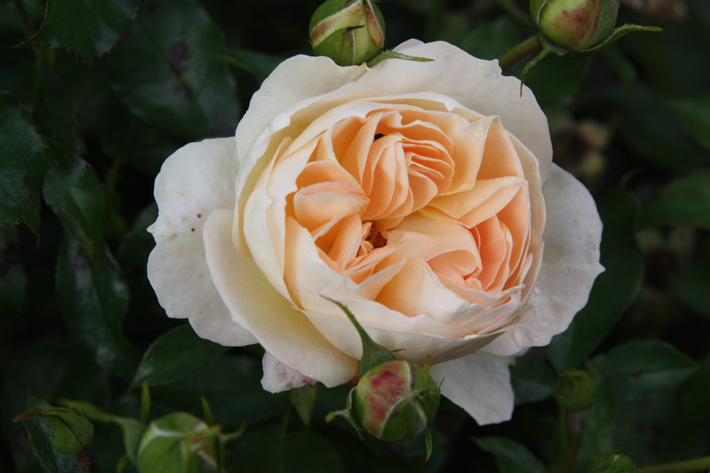 růže Marie Antoinette