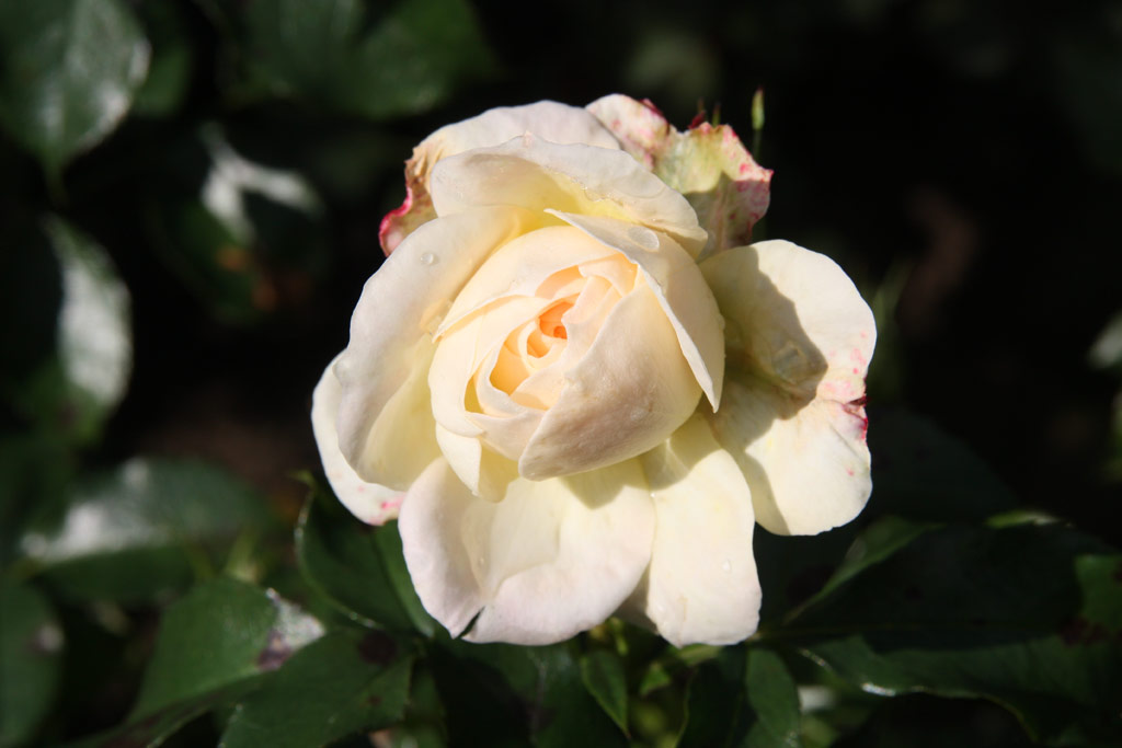 růže Marie Antoinette