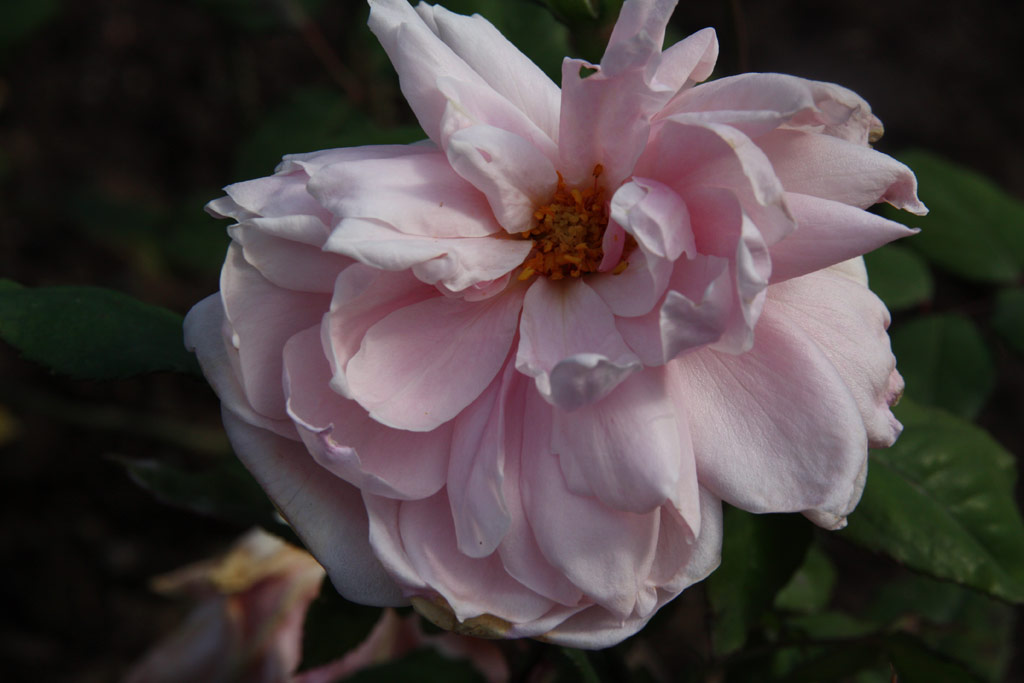 růže Marie dOrlans