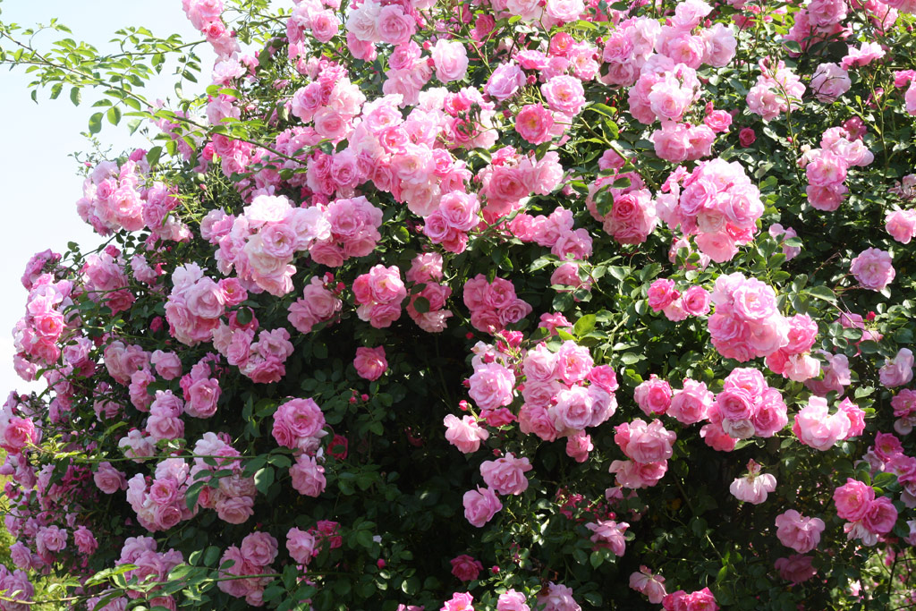 růže Marietta Silva Tarouca