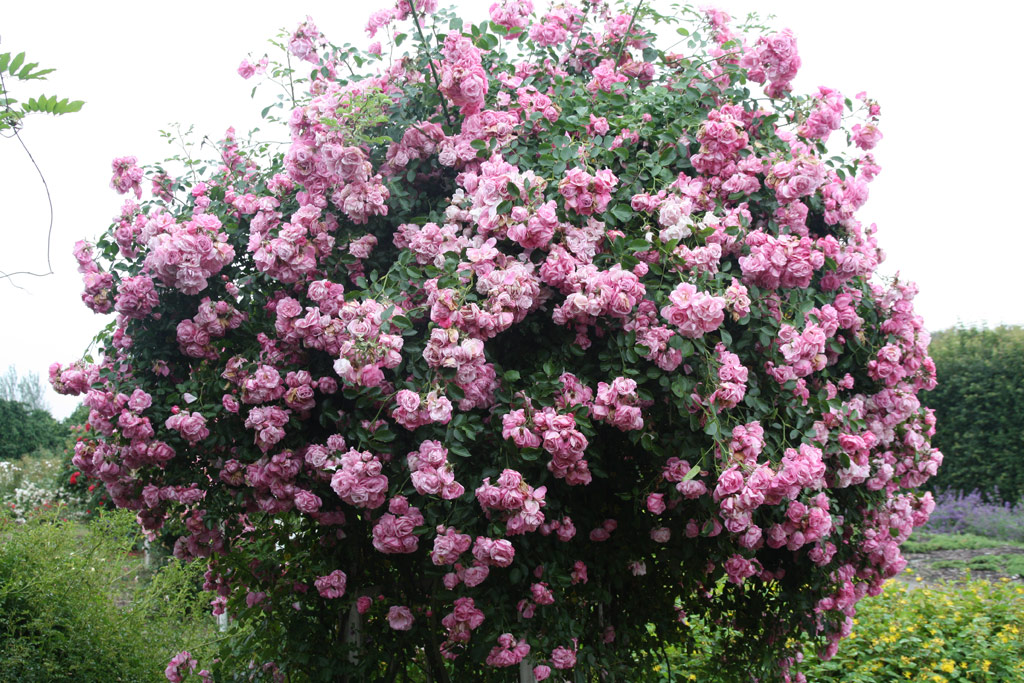 růže Marietta Silva Tarouca