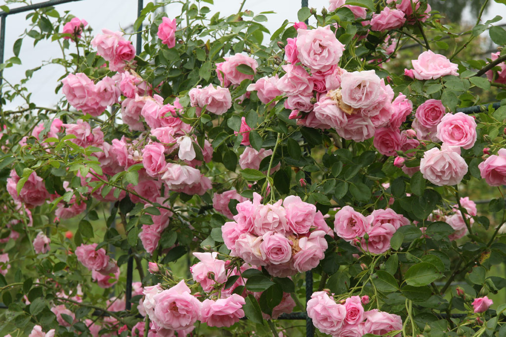 růže Marietta Silva Tarouca