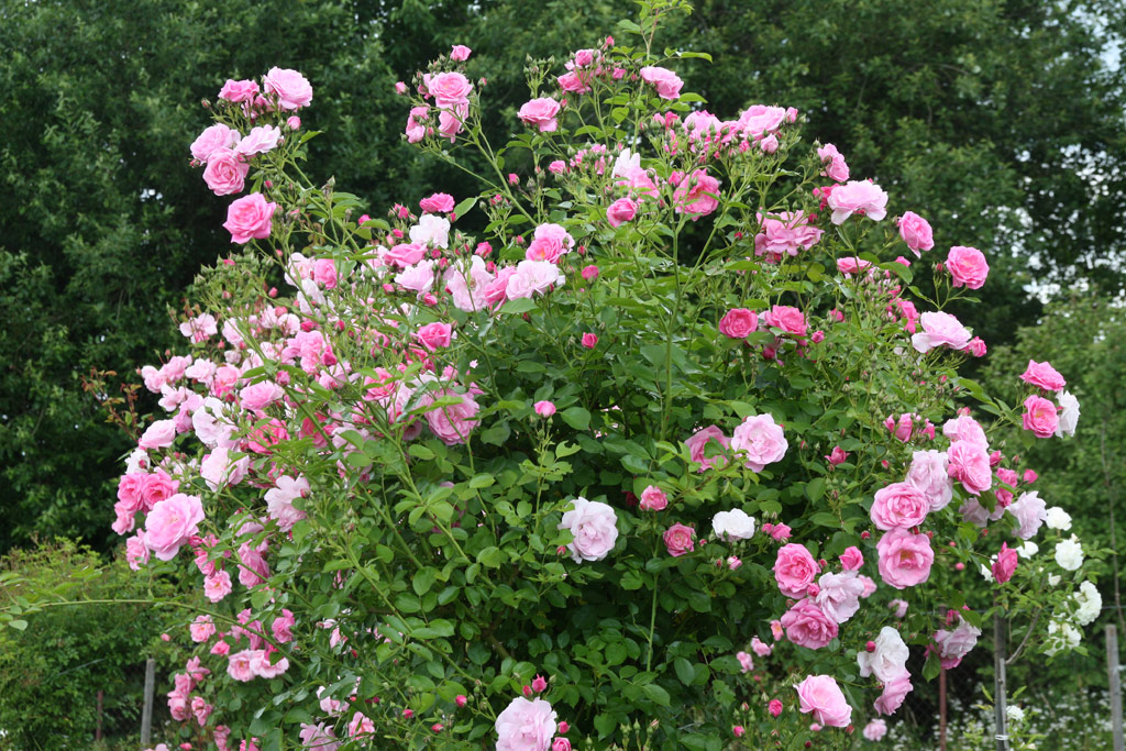 růže Marietta Silva Tarouca