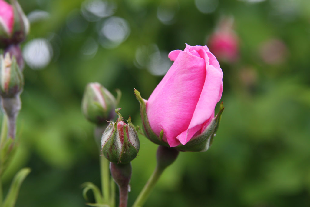 růže Marietta Silva Tarouca