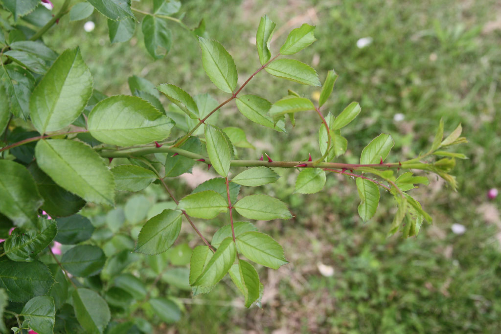 růže Marietta Silva Tarouca