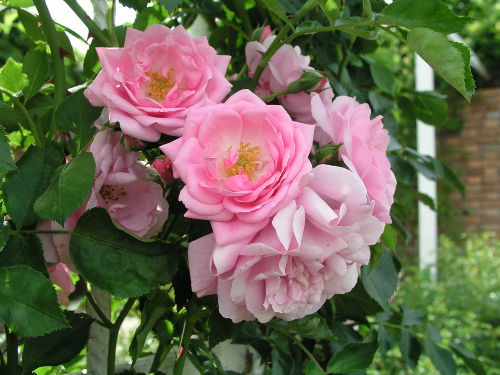 růže Marietta Silva Tarouca