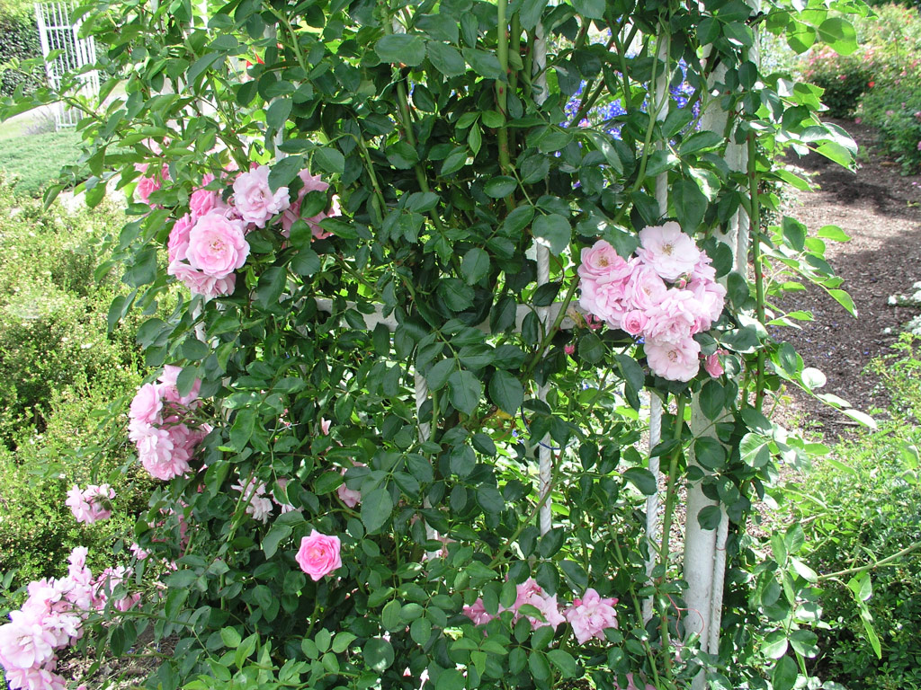 růže Marietta Silva Tarouca