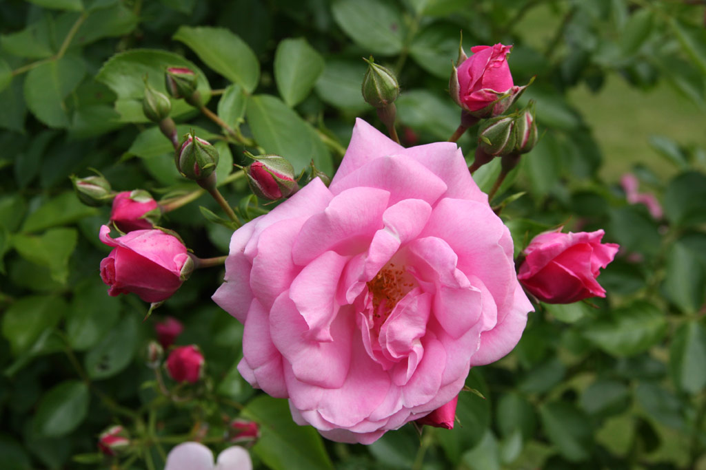 růže Marietta Silva Tarouca