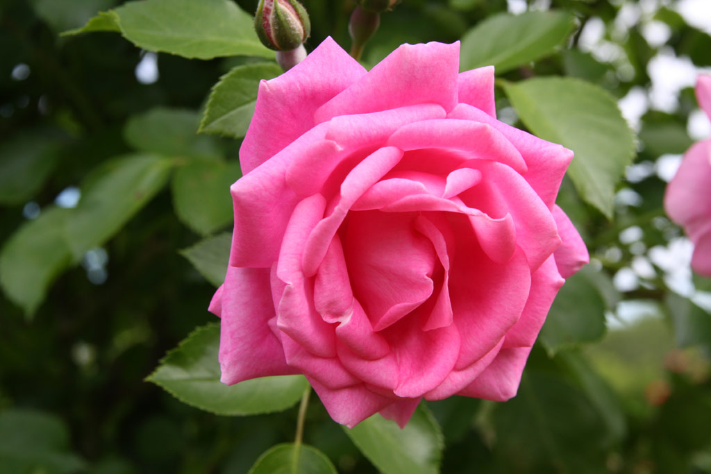 růže Marietta Silva Tarouca