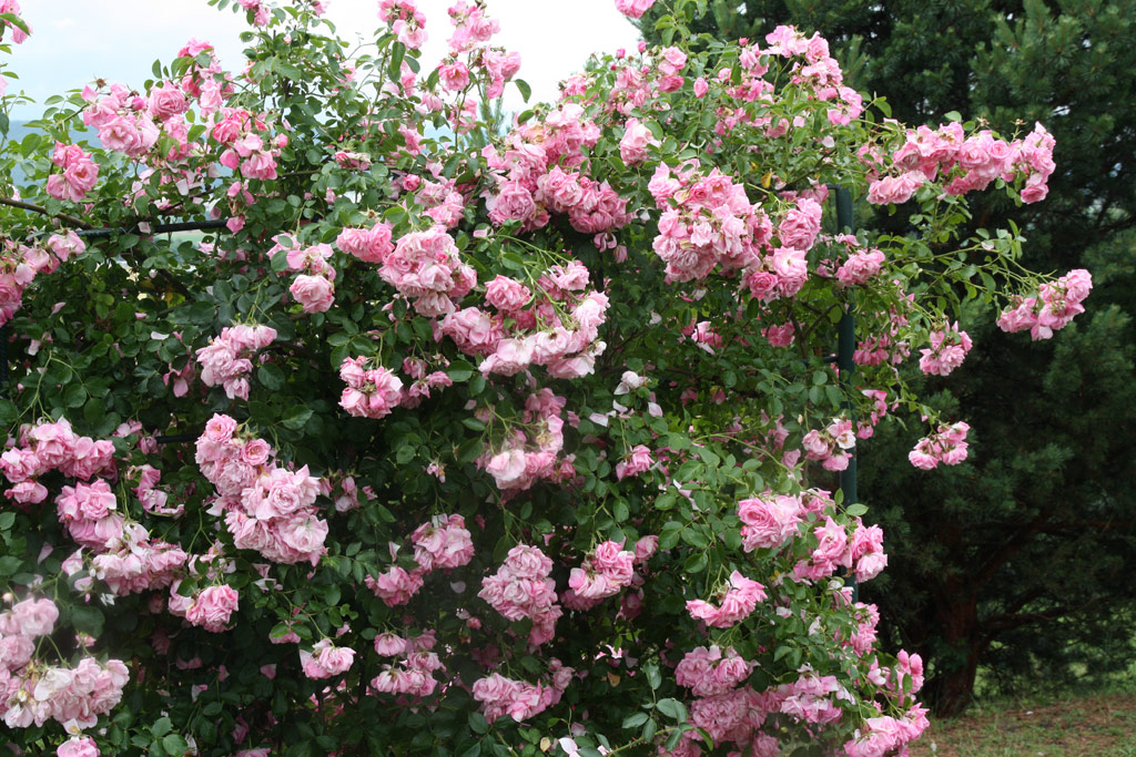 růže Marietta Silva Tarouca