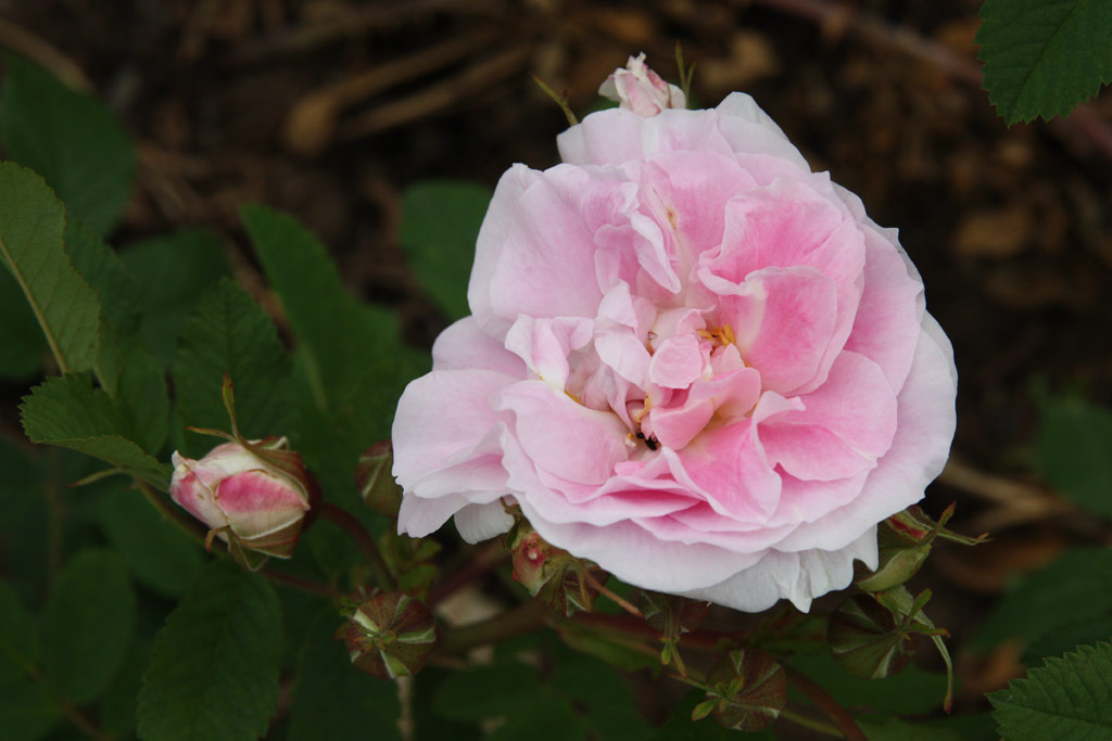 růže Martin Frobisher