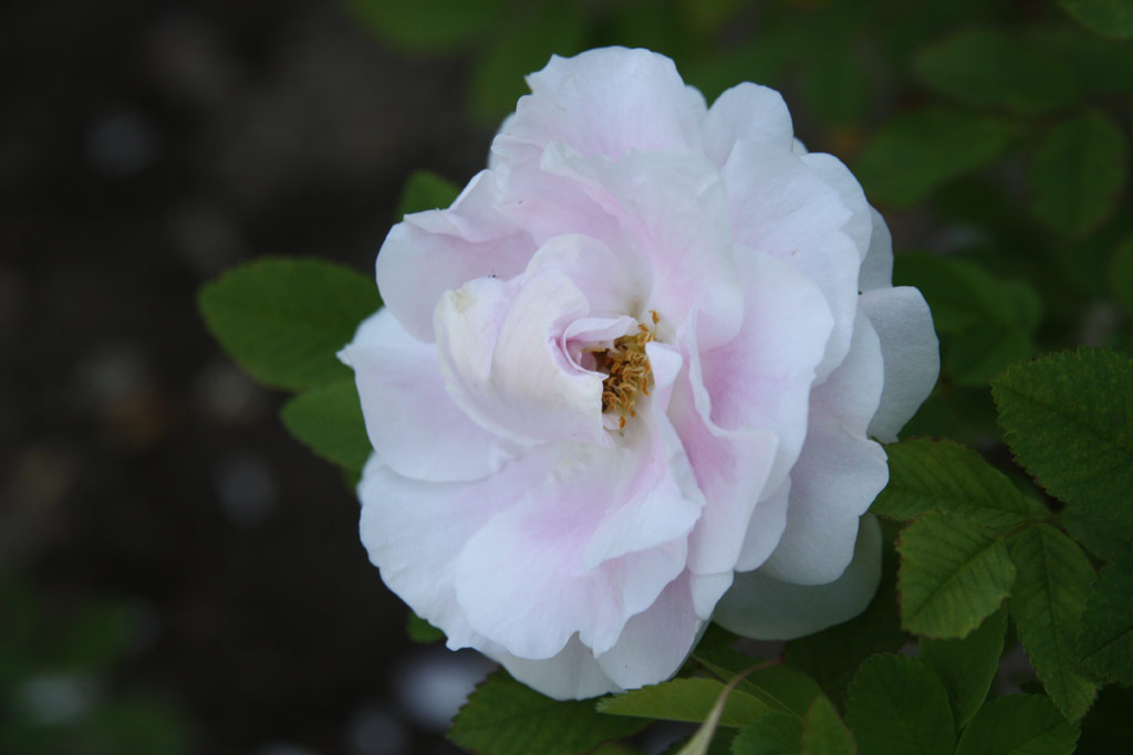 růže Martin Frobisher