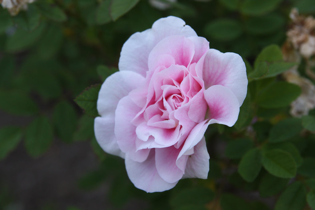 růže Martin Frobisher