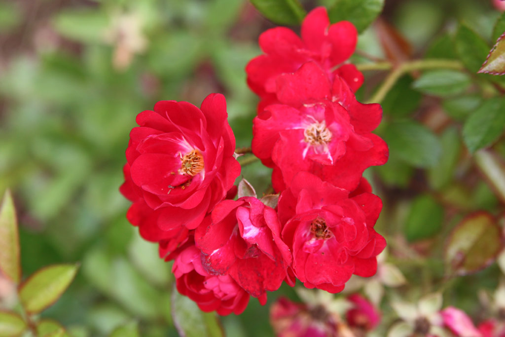 růže Mary?ka Magdonov