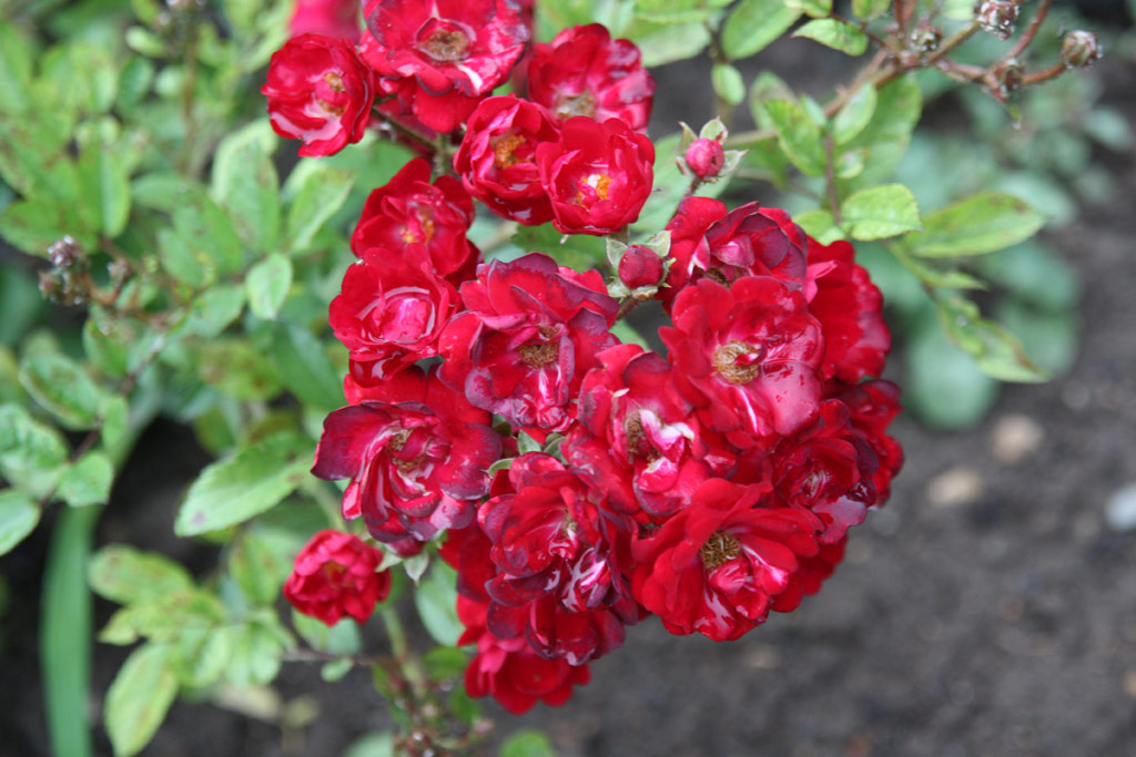 růže Mary?ka Magdonov