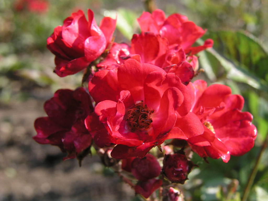 růže Mary?ka Magdonov