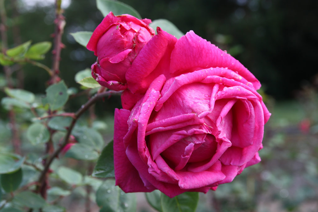 růže Masarykova Jubilejn