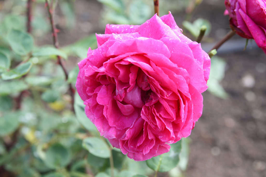 růže Masarykova Jubilejn
