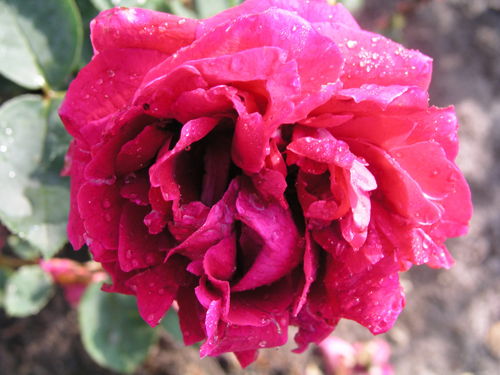 růže Masarykova Jubilejn