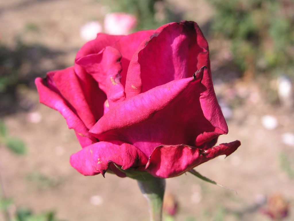 růže Masarykova Jubilejn