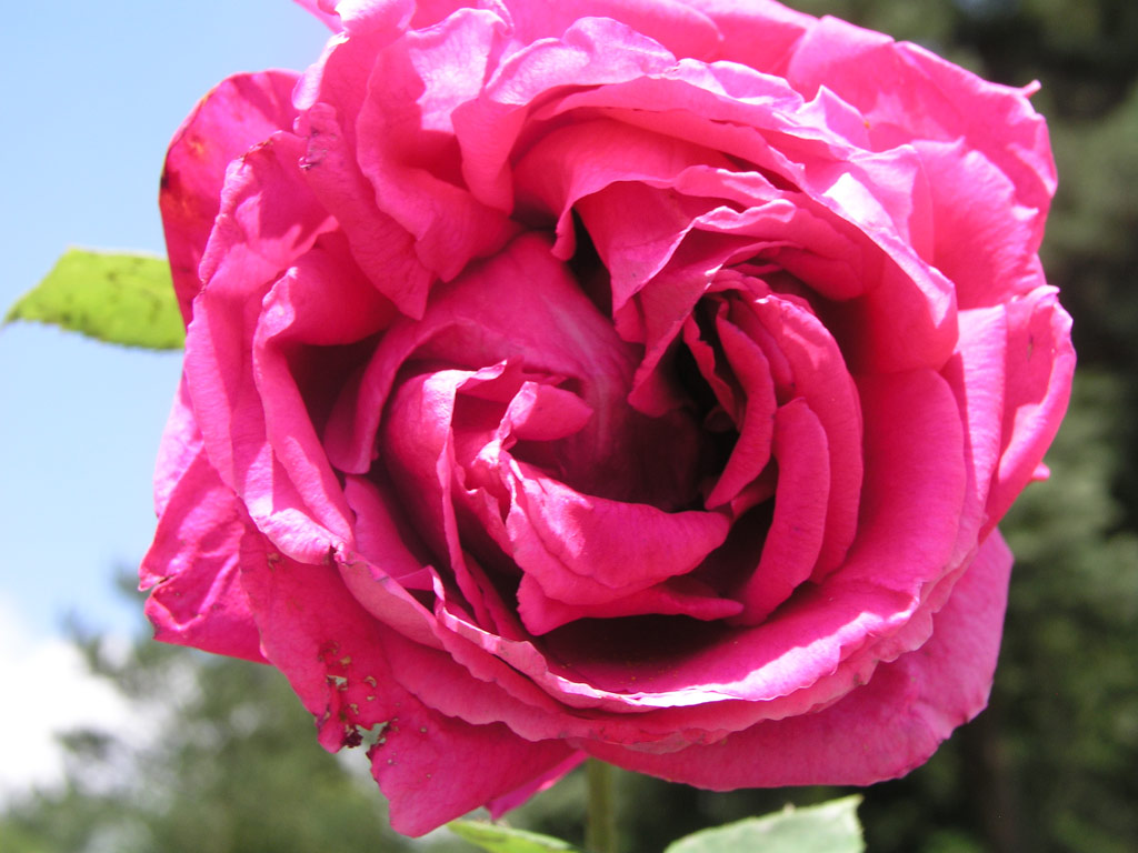 růže Masarykova Jubilejn