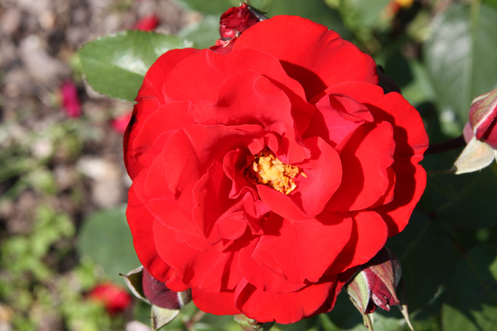 růže Mathias Meilland