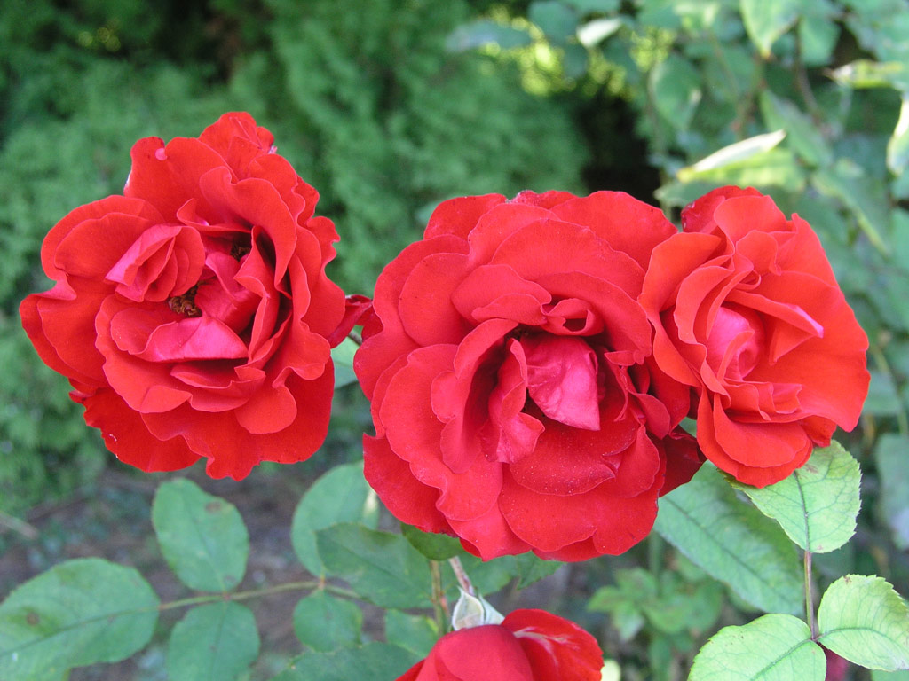 růže Mathias Meilland