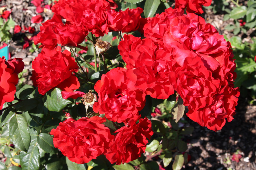 růže Mathias Meilland